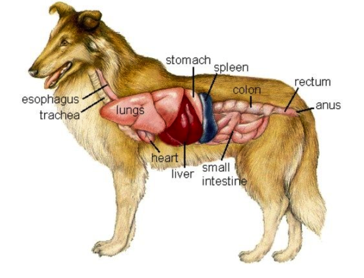 PHÒNG KHÁM THÚ Y VĨNH LỘC VET