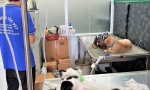 Khám phá cơ sở điều trị bệnh chó mèo Bình Hưng Hòa B gần nhà - 0906.224.595