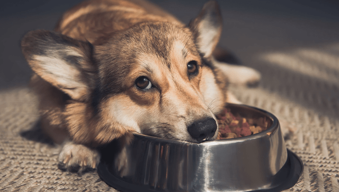 Dấu hiệu thú cưng cần đi khám ngay