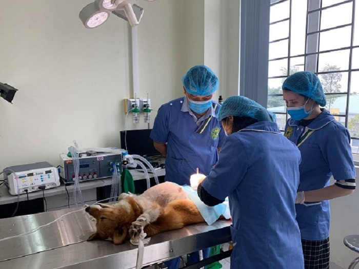 Khám chữa bệnh thú cưng 24/7