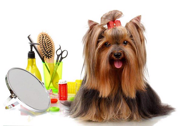 Dịch vụ grooming chó mèo vĩnh lộc A 1