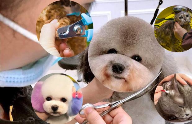 spa thú cưng Bình Tân