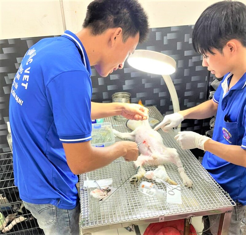 chi phí khám thú y hết bao nhiêu