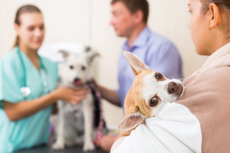 Tư vấn thú cưng