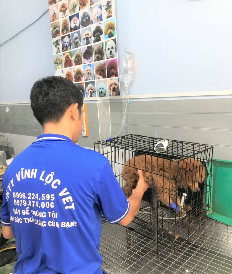 chi phí khám thú y hết bao nhiêu