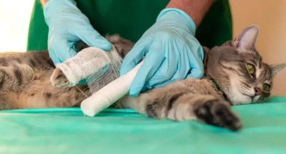 dịch vụ chăm sóc thú cưng sau phẫu thuật