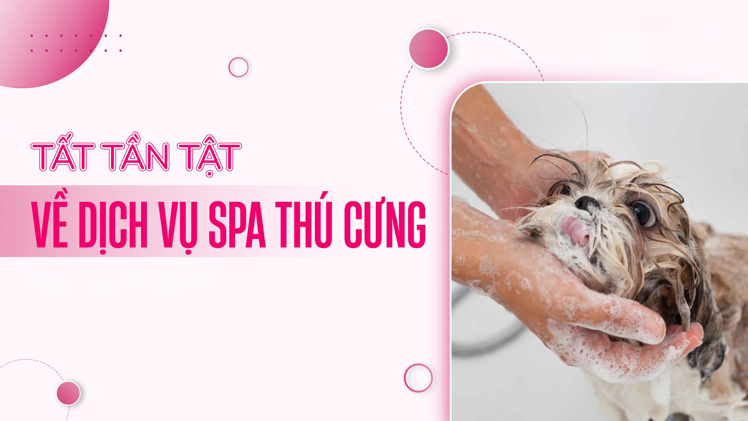 spa thú cưng Bình Tân