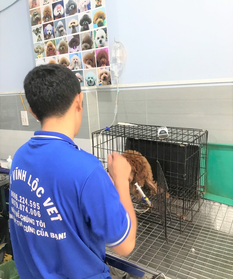 phòng khám thú y có tốt hơn tự chữa tại nhà không