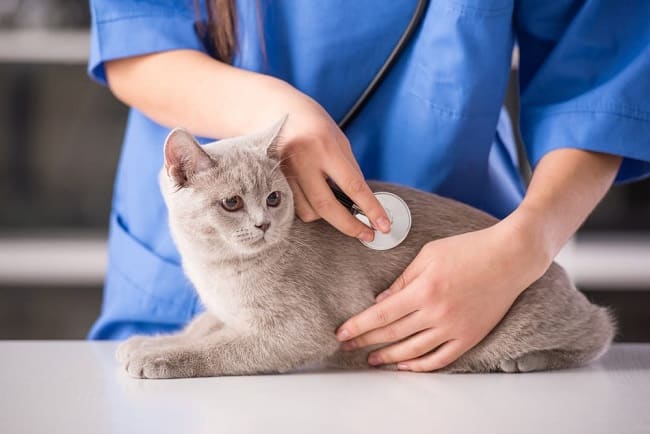 Tiêm Phòng Định Kỳ – "Lá Chắn Vàng" Bảo Vệ Sức Khỏe Thú Cưng
