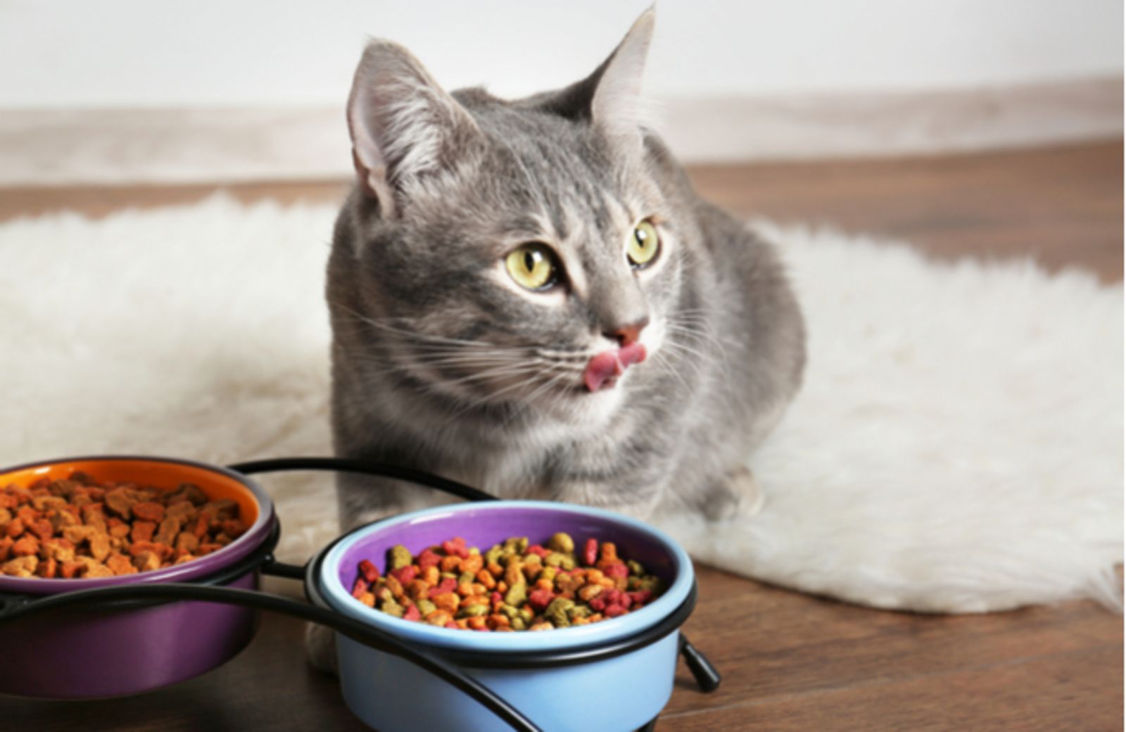Cách lựa chọn thức ăn hạt cho mèo bạn cần lưu ý