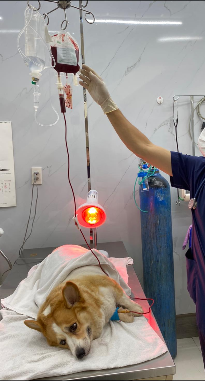 Khám chữa bệnh thú cưng 24/7 - An tâm mọi lúc mọi nơi