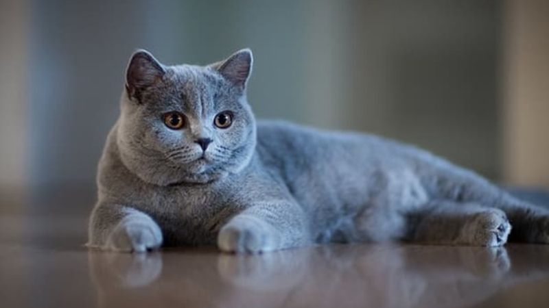 Đặc điểm nổi bật và tính cách của các giống mèo Anh lông ngắn