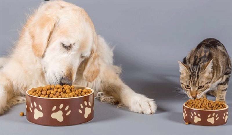Bán thức ăn chó mèo nhập khẩu vĩnh lộc B chất lượng
